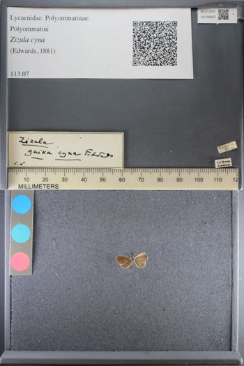 Media type: image;   Entomology 194607